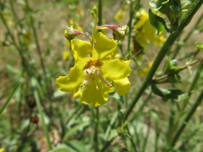 Родопски лопен