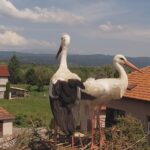 Драго и Драга започнаха да строят новото си гнездо