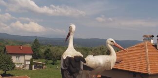 Драго и Драга започнаха да строят новото си гнездо