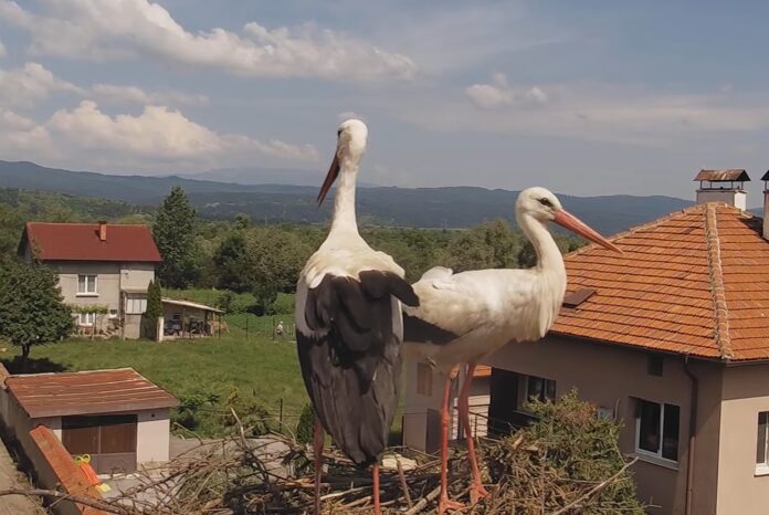 Драго и Драга започнаха да строят новото си гнездо