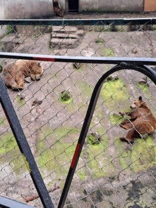 Зоологическа градина в Ловеч
