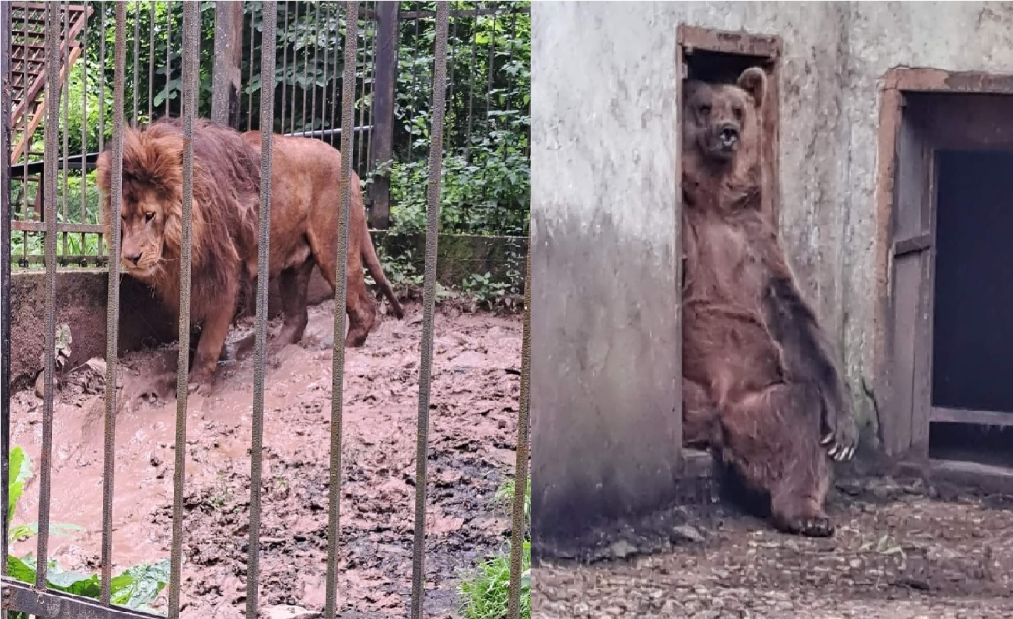 Лъвове мечки тигри и други животни все още живеят затворени