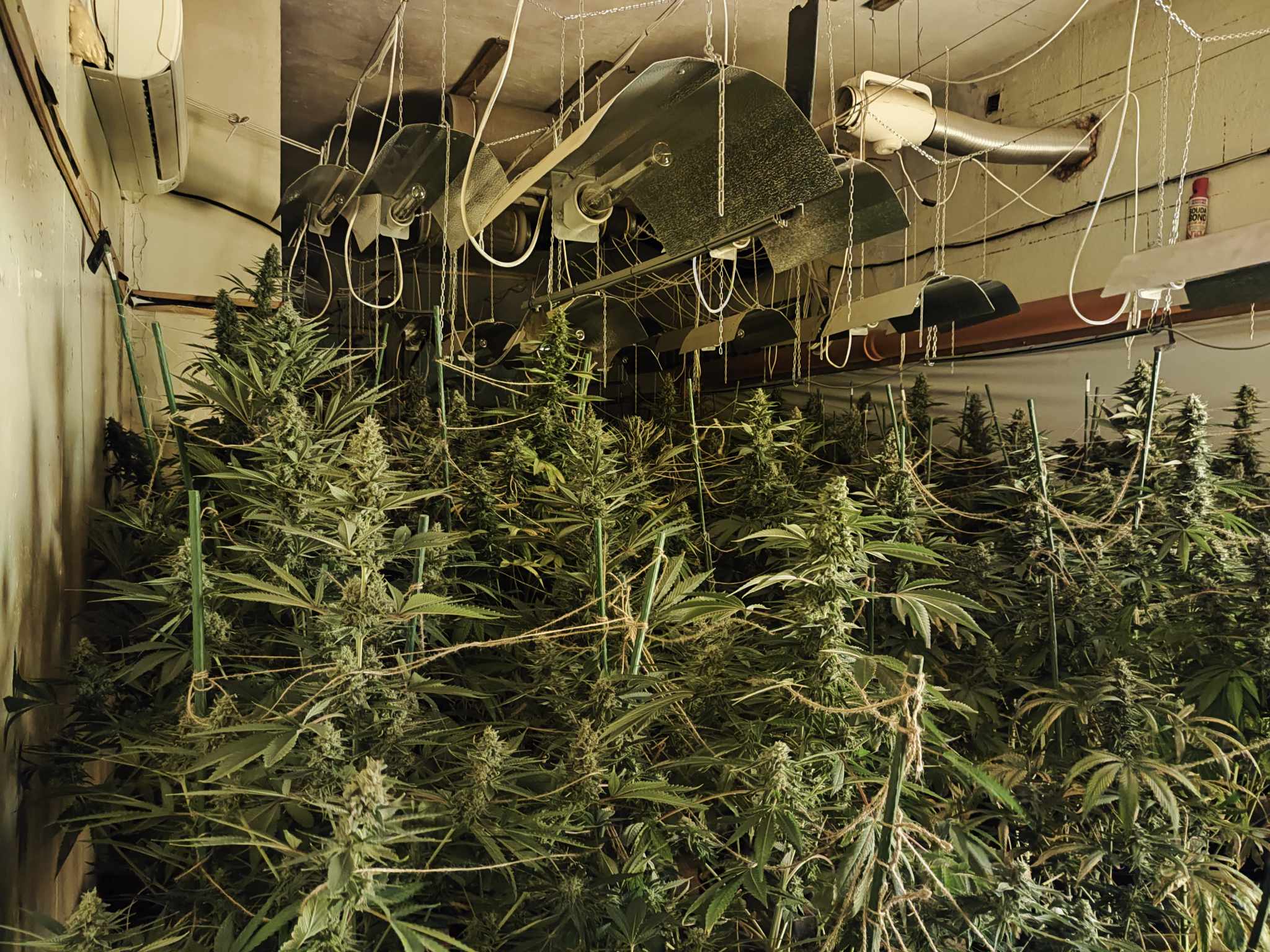 55 годишна жена и нейният 31 годишен син са задържани за срок