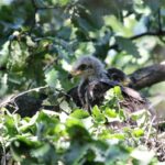 Малък креслив орел