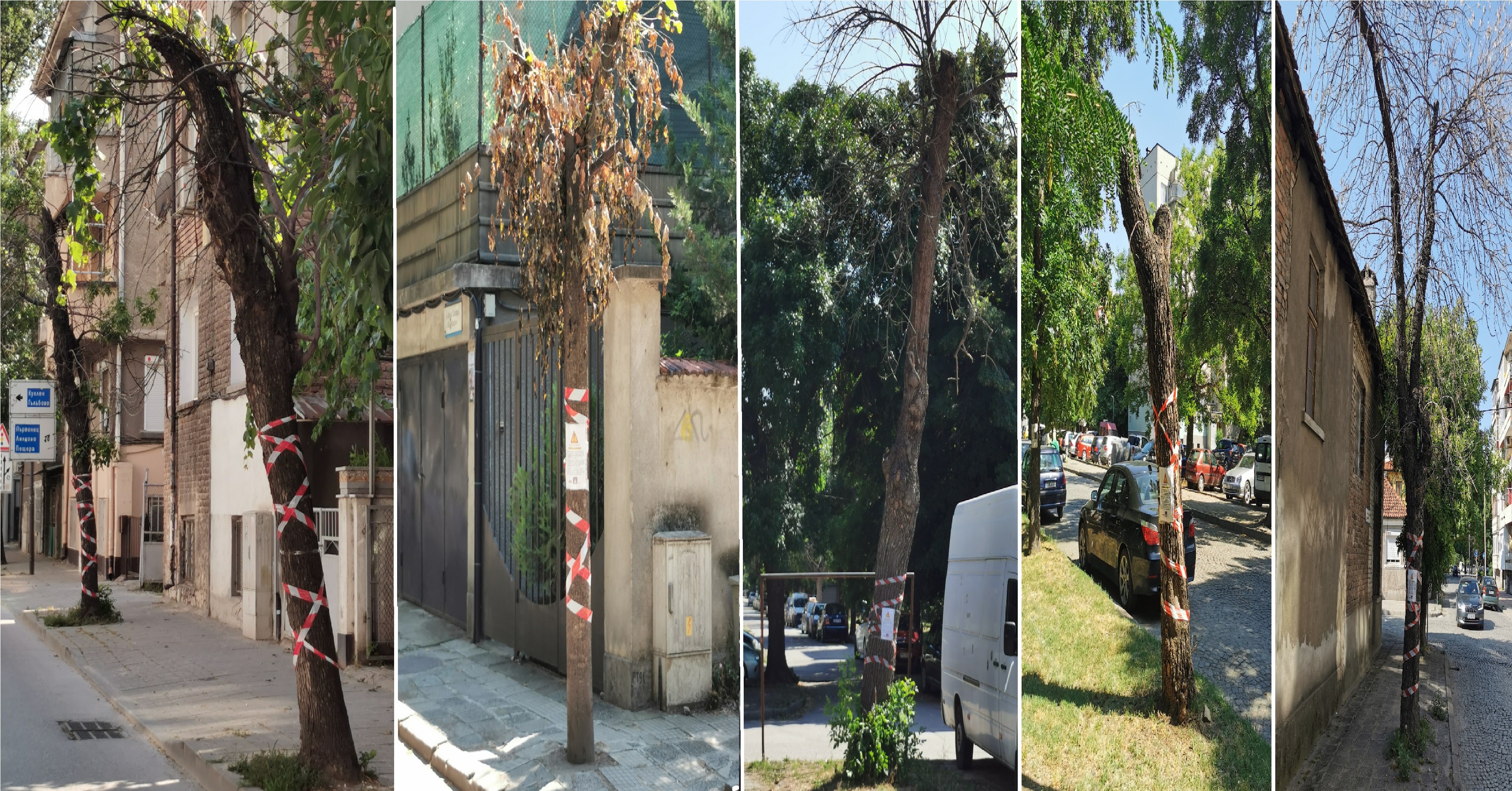 Гражданското сдружение Заедно за Пловдив“ сигнализира за десетки изсъхнали дървета