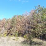 Изсъхнали иглолистни култури