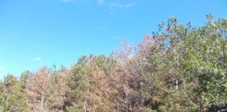 Изсъхнали иглолистни култури