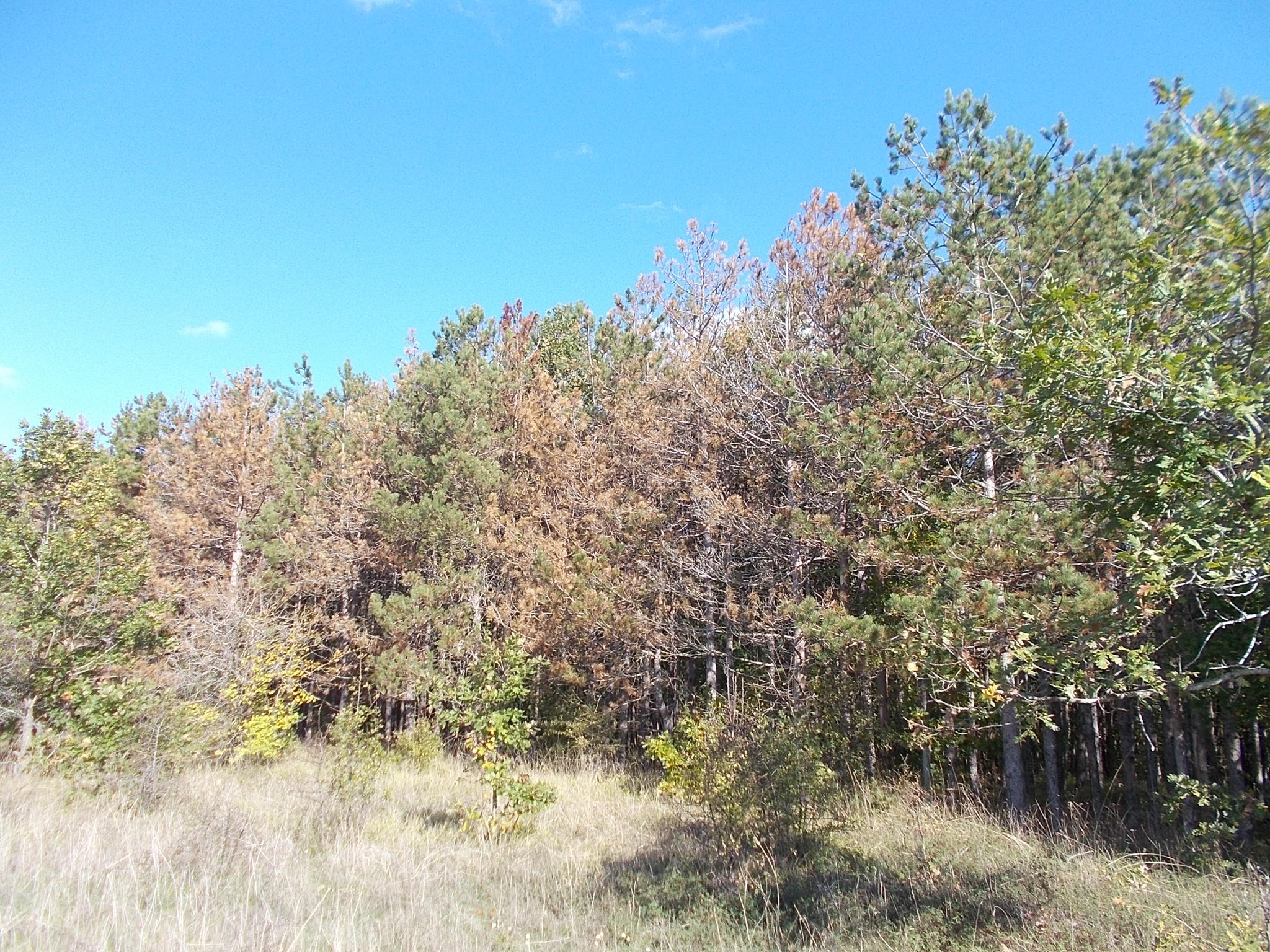 Южното Черноморие е застрашено от сценарий с големи и унищожителни