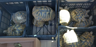 Костенурки