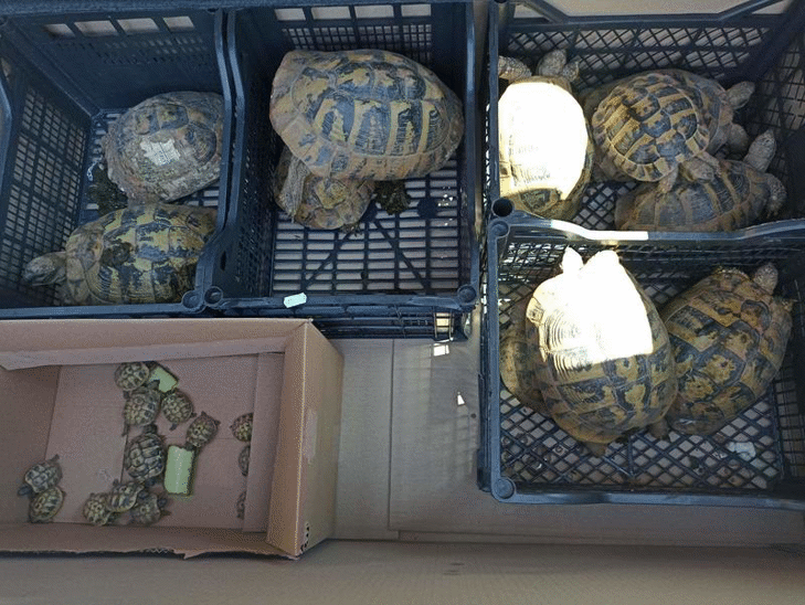 27 незаконно отглеждани костенурки са били иззети от експертите на