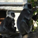 Маймунчета от вида Ханумански лангур