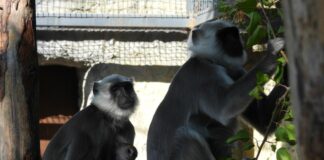 Маймунчета от вида Ханумански лангур