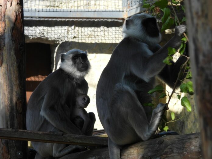 Маймунчета от вида Ханумански лангур