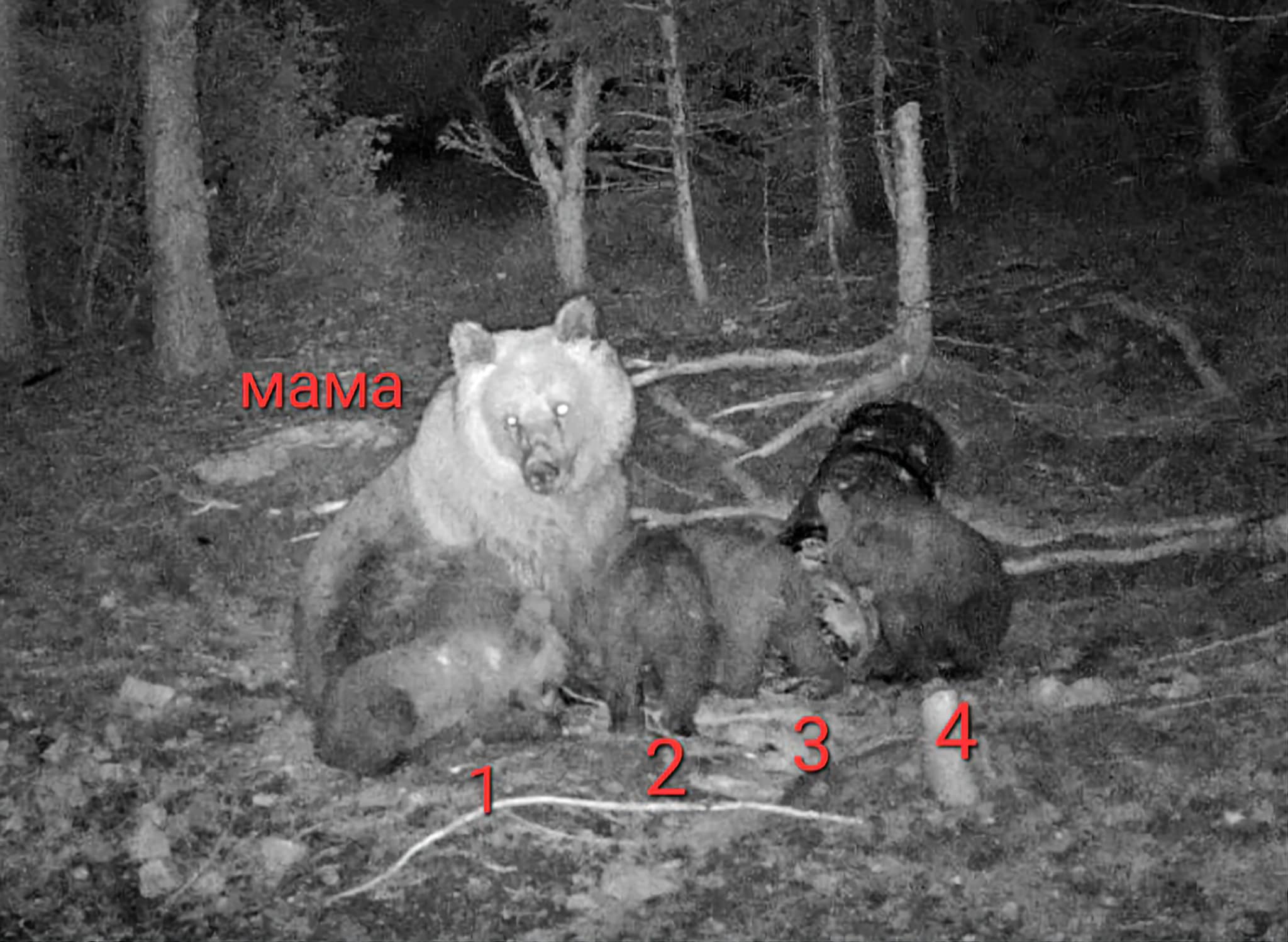 Кафява мечка е родила 4 малки в гората край Чепеларе