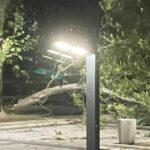 Паднало дърво