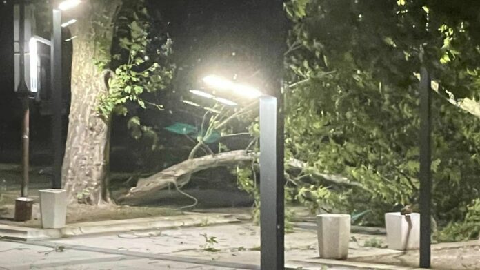 Паднало дърво