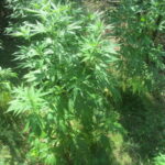Насаждения канабис