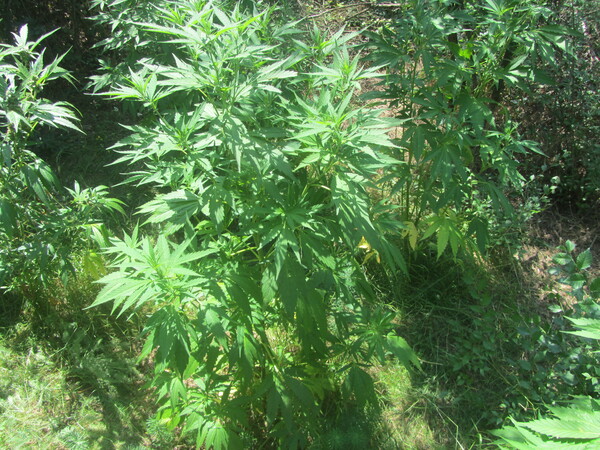 Полицаи са установили голямо количество насаждения канабис и подготвено помещение