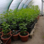 Наркооранжерия