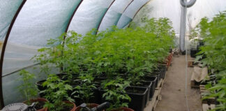 Наркооранжерия