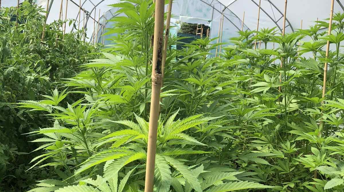 Две оранжерии за отглеждане на канабис са разкрити на територията