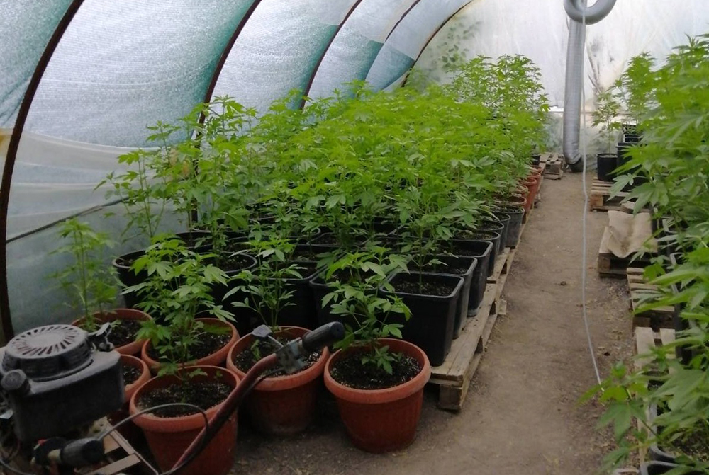 Полицията в Шумен откри две наркооранжерии и арестува мъж и