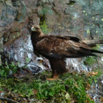 Гнездо на скален орел