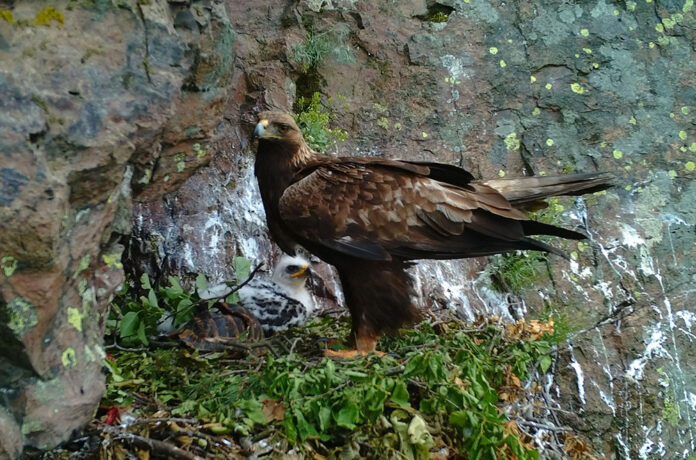 Гнездо на скален орел