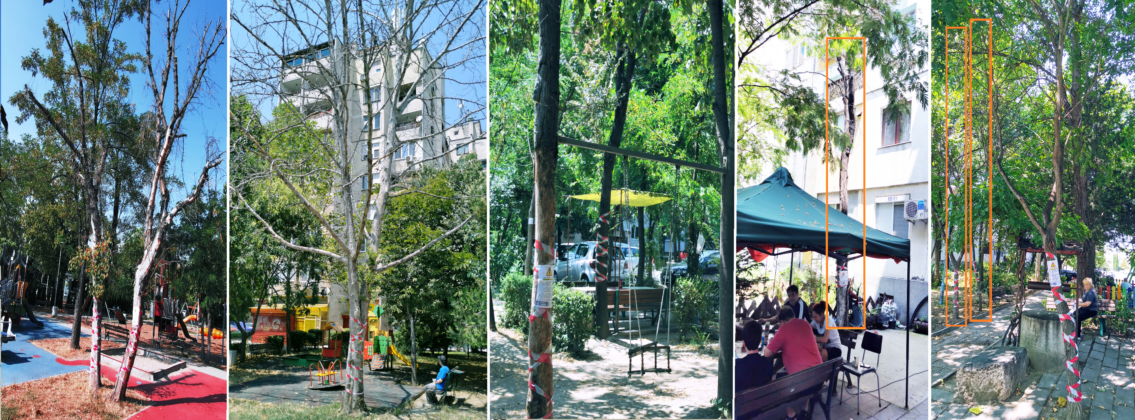 Опасни, изсъхнали дървета