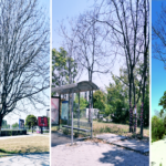 Опасни, изсъхнали дървета