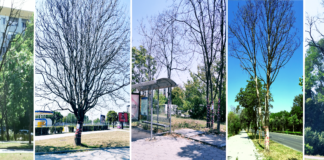 Опасни, изсъхнали дървета