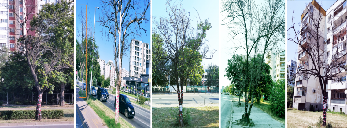 Опасни, изсъхнали дървета