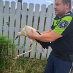 Спасяване на щъркелче