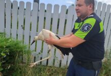 Спасяване на щъркелче