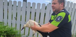 Спасяване на щъркелче