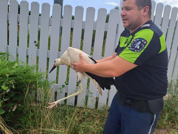 Спасяване на щъркелче