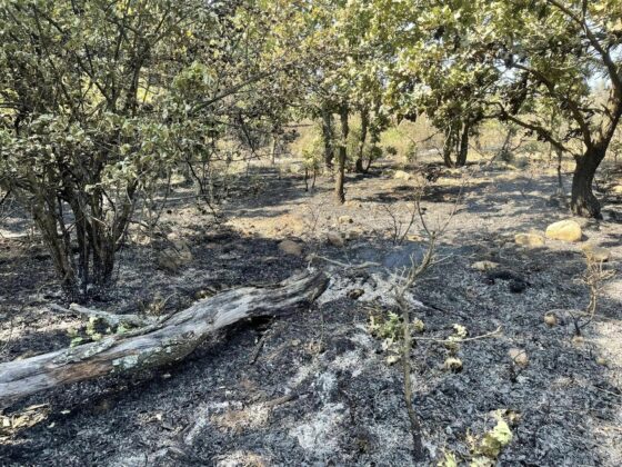 Щети от пожара