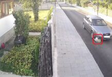 Блъснато куче