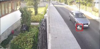 Блъснато куче