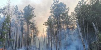 Горски пожар