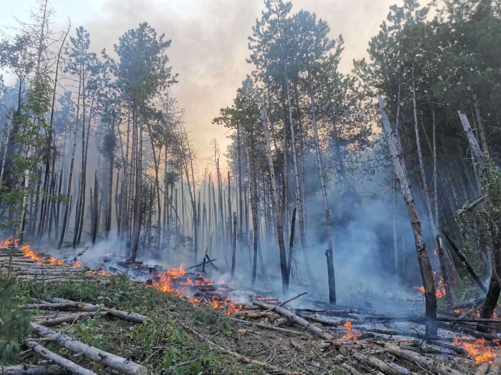 Приблизително 100 горски служители са гасили пожари в горите през