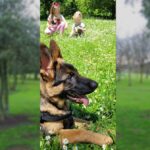 Деца и куче