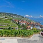 Лозя в Бордо.