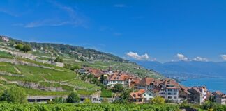 Лозя в Бордо.