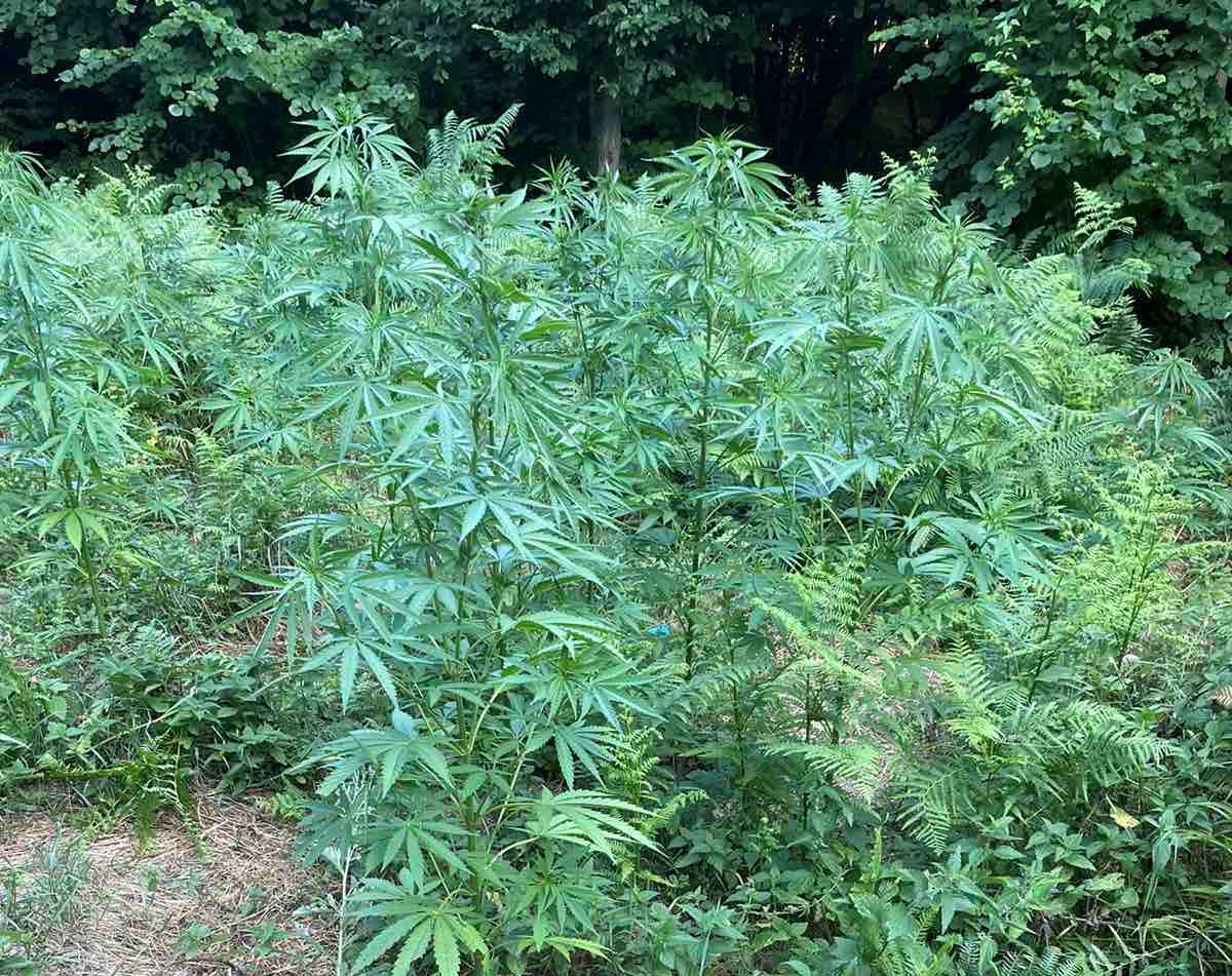 Нива със засадени десетки растения марихуана бе открита при полицейска