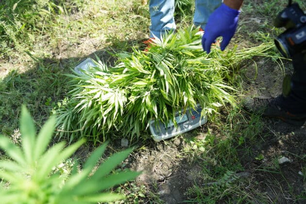 Наркотици, коноп, трева