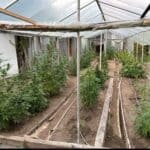 Наркооранжерия