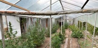 Наркооранжерия