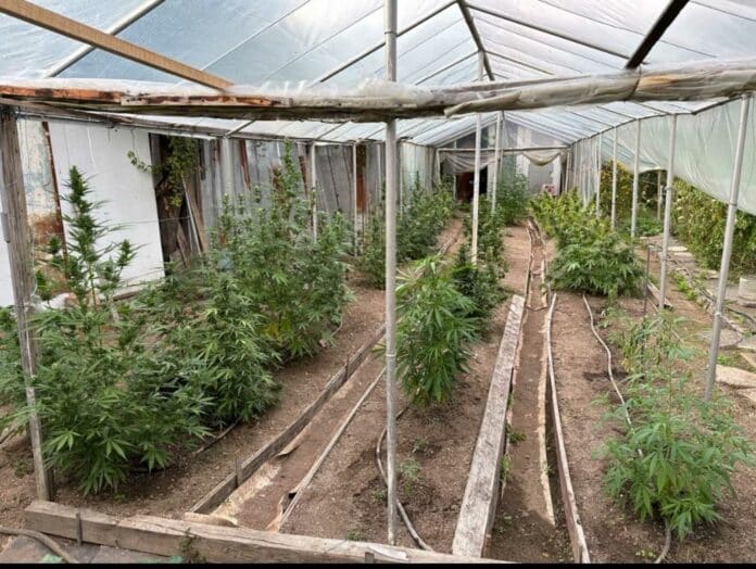 Наркооранжерия