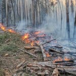 Горски пожар